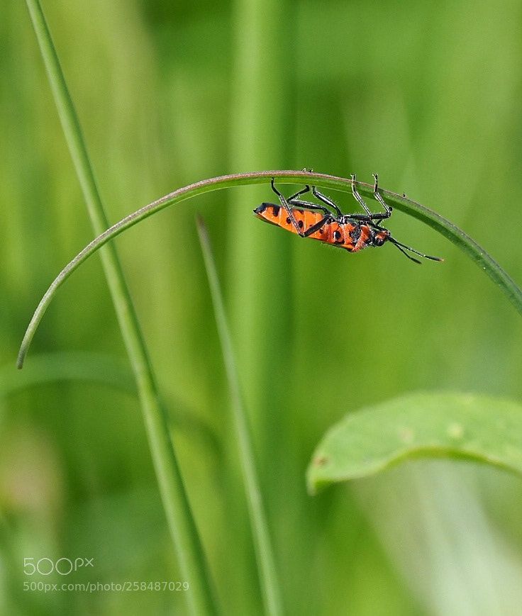 Olympus OM-D E-M1 Mark II sample photo. Bending over backwards photography