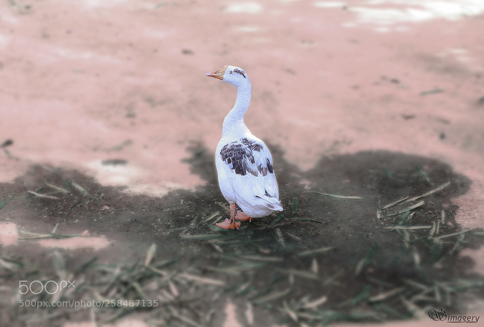Canon EOS 200D (EOS Rebel SL2 / EOS Kiss X9) sample photo. Chinese goose photography