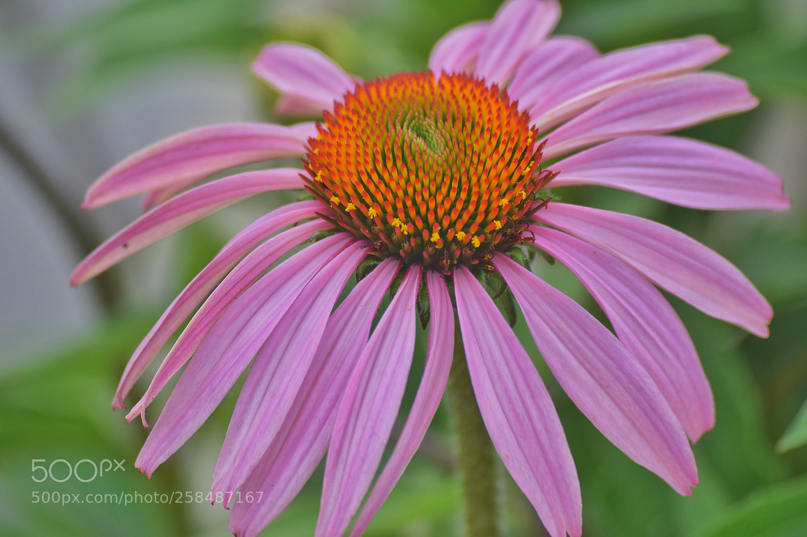 Nikon D3300 sample photo. Flower photography
