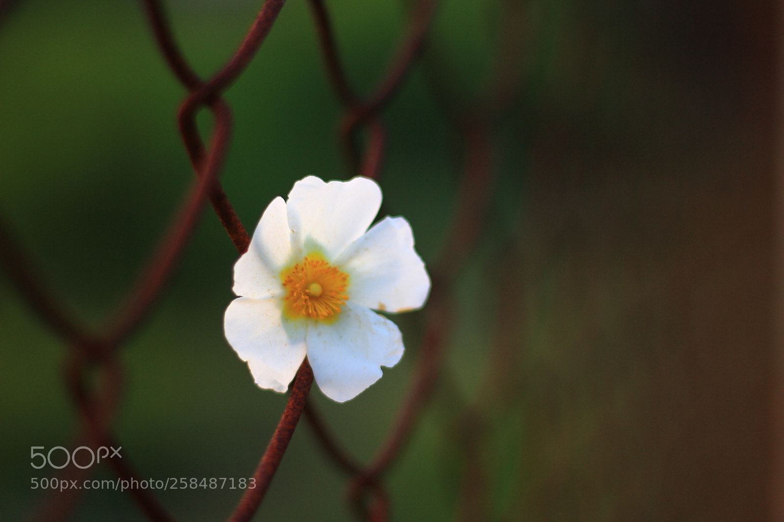 Canon EOS 60D + Canon EF 50mm F1.8 STM sample photo. Untitled photography