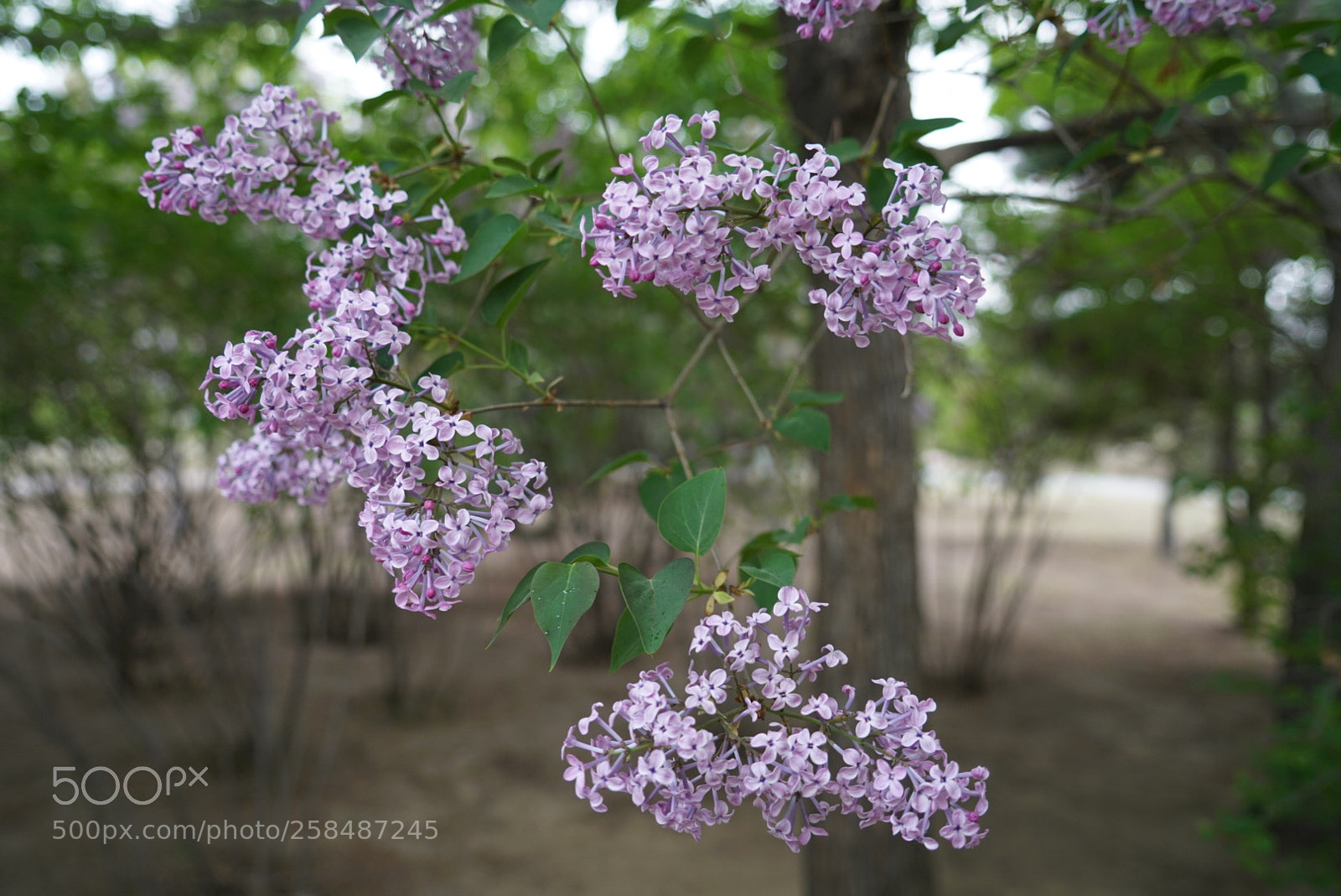 Sony a7R II sample photo. 腾空 photography