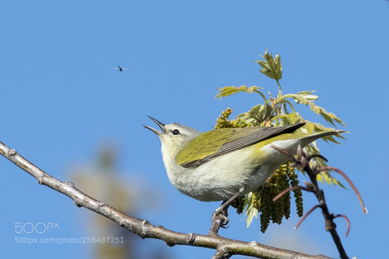 Nikon D850 sample photo. Tennessee warbler and fly photography