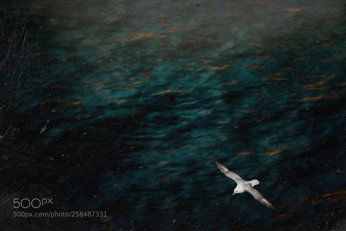 Nikon D5500 sample photo. Seagull over the ferry photography
