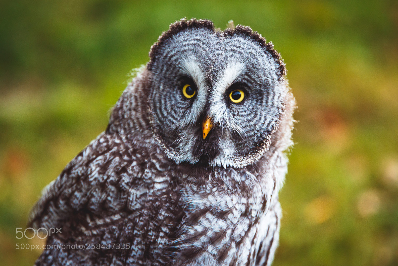 Canon EOS 7D Mark II sample photo. Strix nebulosa photography