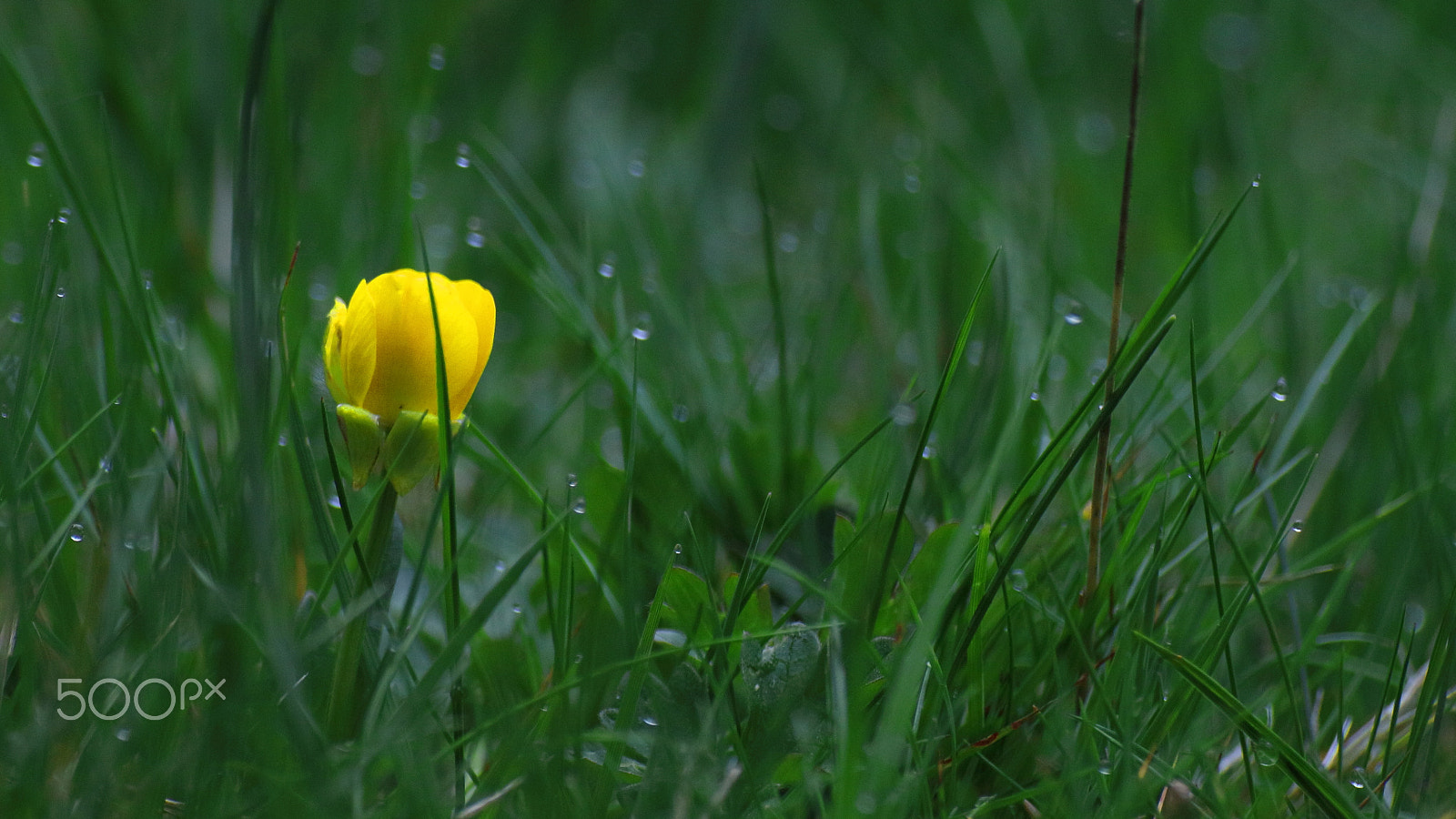 Canon EOS M3 sample photo. Amarillo sobre verde/yellow over green photography