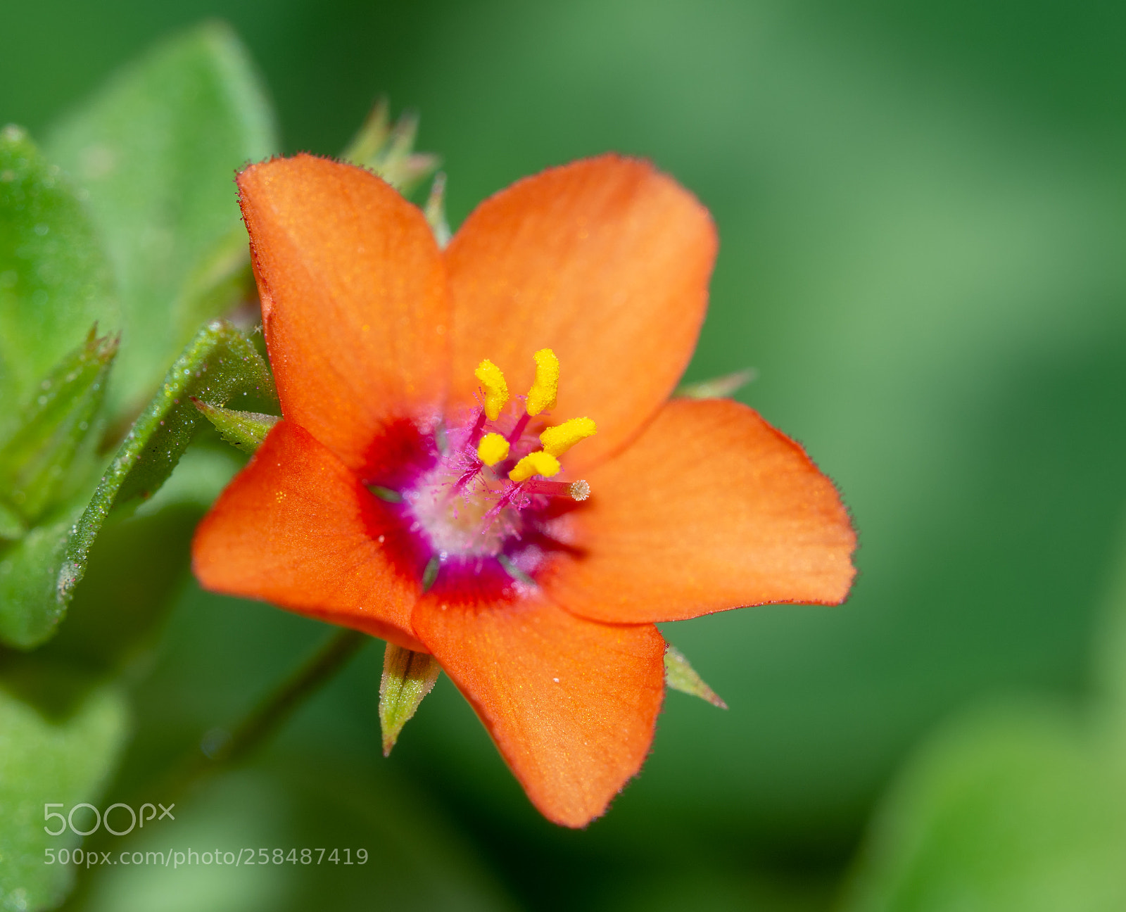 Olympus OM-D E-M10 II sample photo. Backyard beauty photography