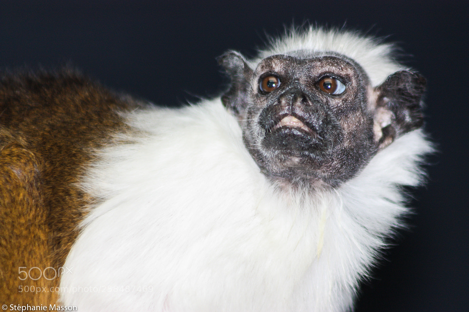 Canon EOS 450D (EOS Rebel XSi / EOS Kiss X2) sample photo. Pied tamarin photography