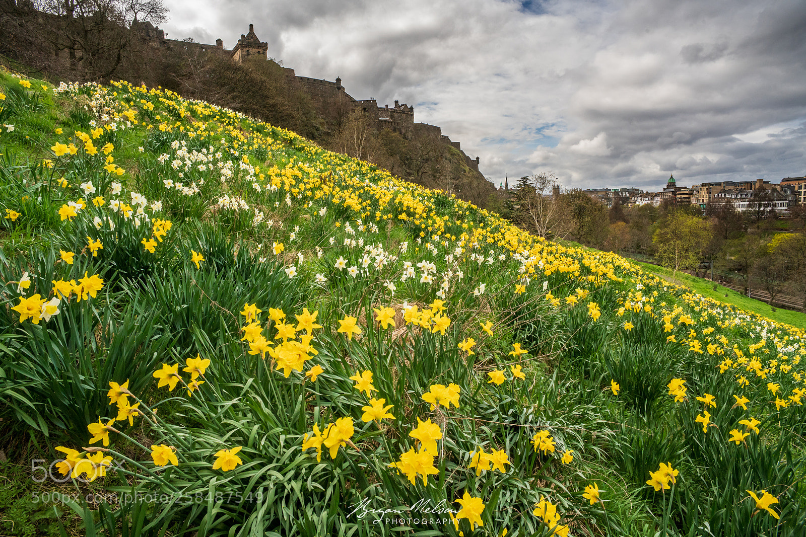 Sony a7R II sample photo. Spring daffodils in edinburgh photography