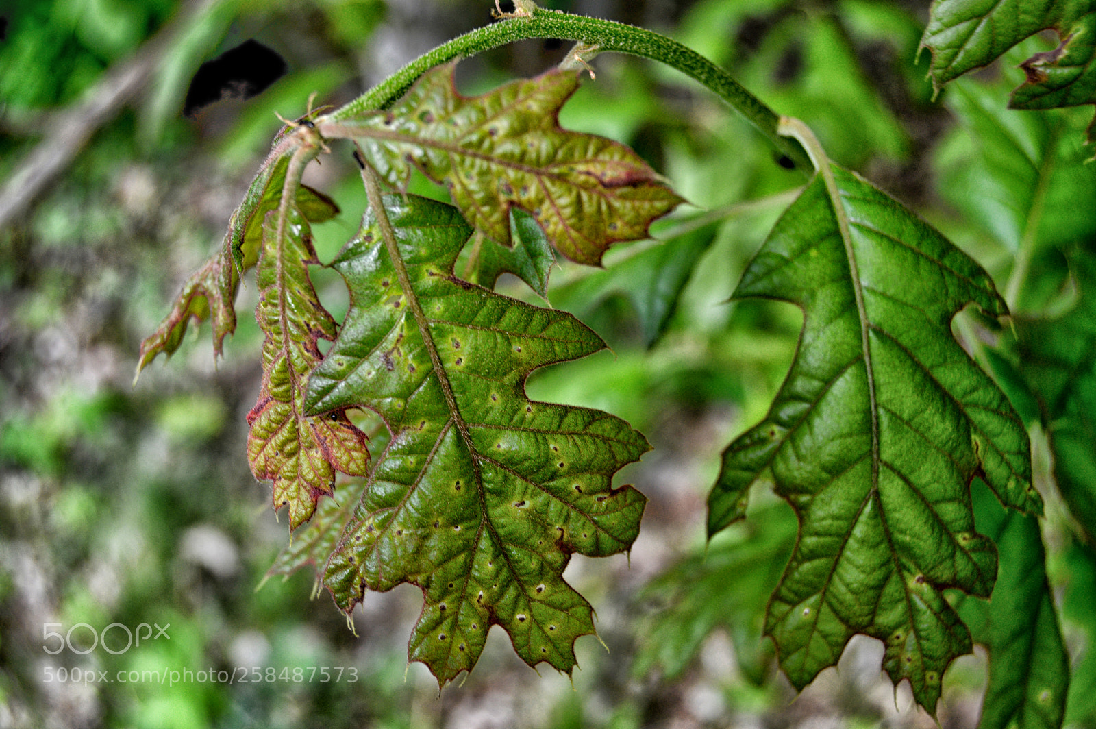Nikon D3200 sample photo. Growing oak leaves photography