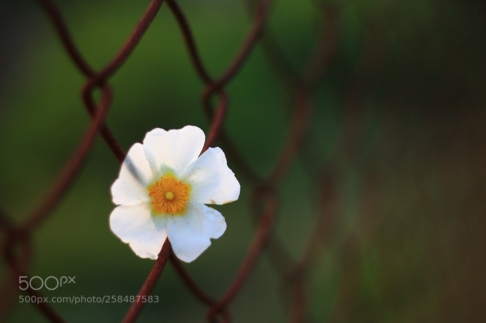 Canon EOS 60D + Canon EF 50mm F1.8 STM sample photo. Untitled photography