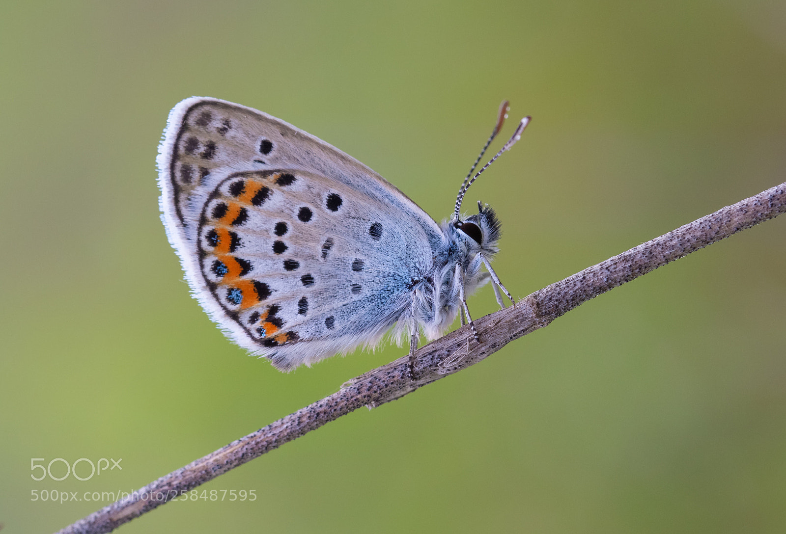 Olympus OM-D E-M10 II sample photo. Blue water beauty photography