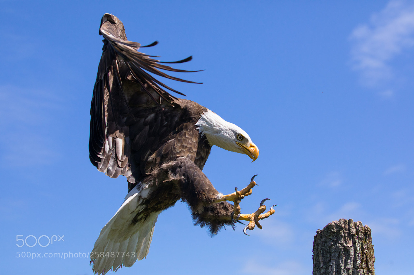 Canon EOS 5D Mark IV sample photo. Bald eagle landing photography
