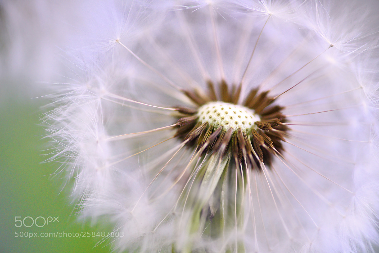 Nikon D810 sample photo. Backyard universe photography
