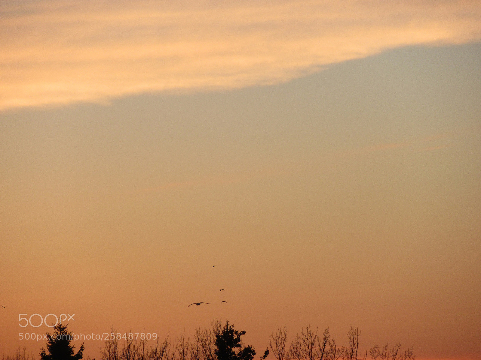 Canon PowerShot SX620 HS sample photo. Soaring seagulls photography