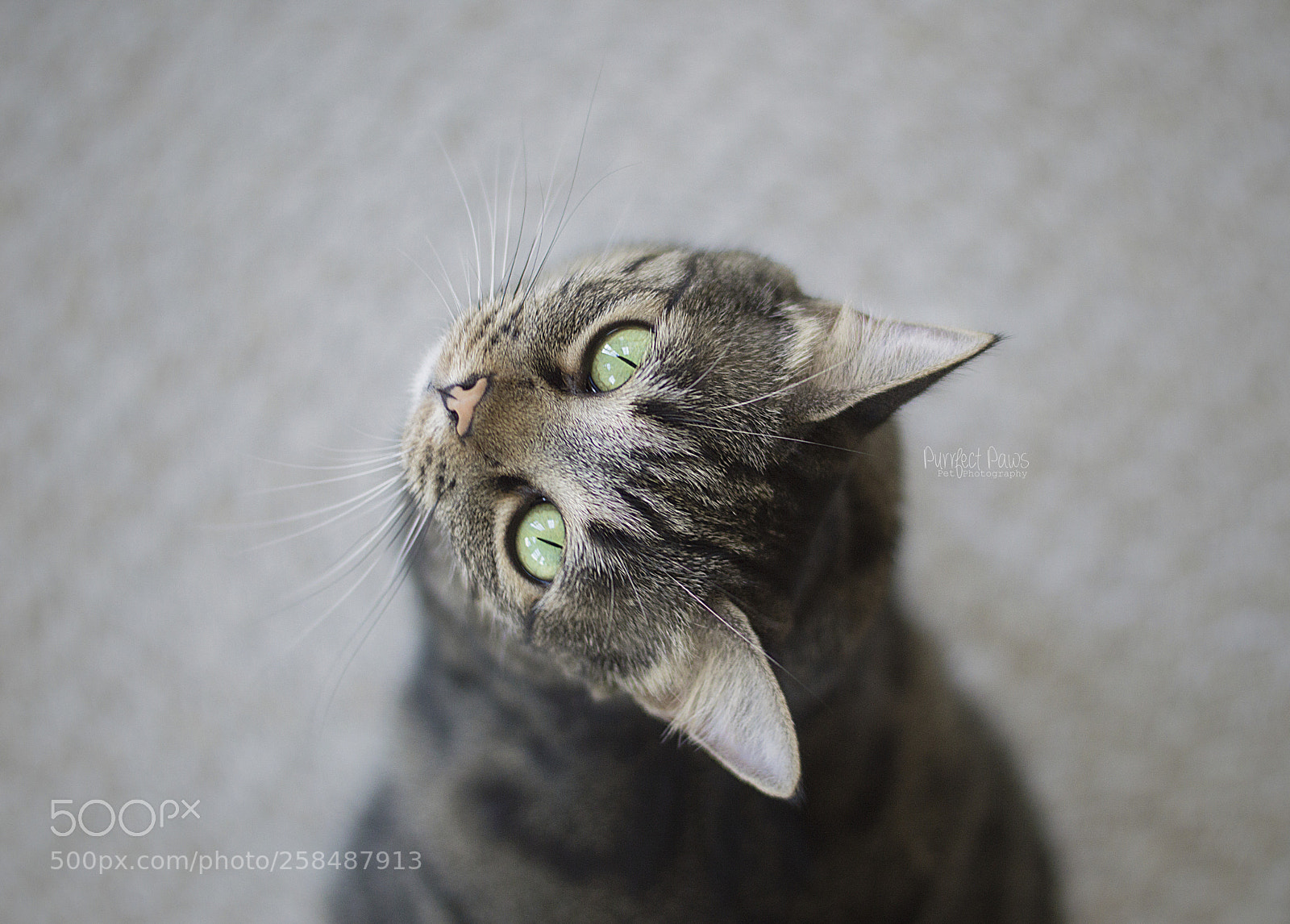 Nikon D3200 sample photo. Eyes like emeralds photography