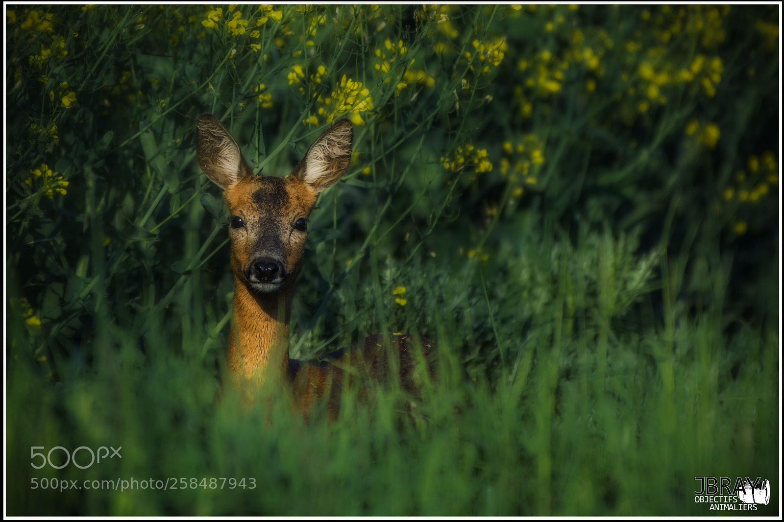 Nikon D7200 sample photo. Roe deer in the photography