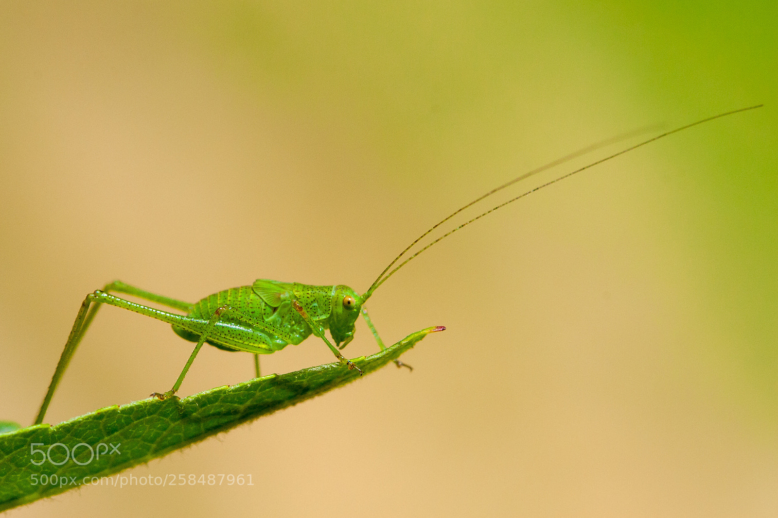 Canon EOS 30D sample photo. Juvenile grasshopper photography