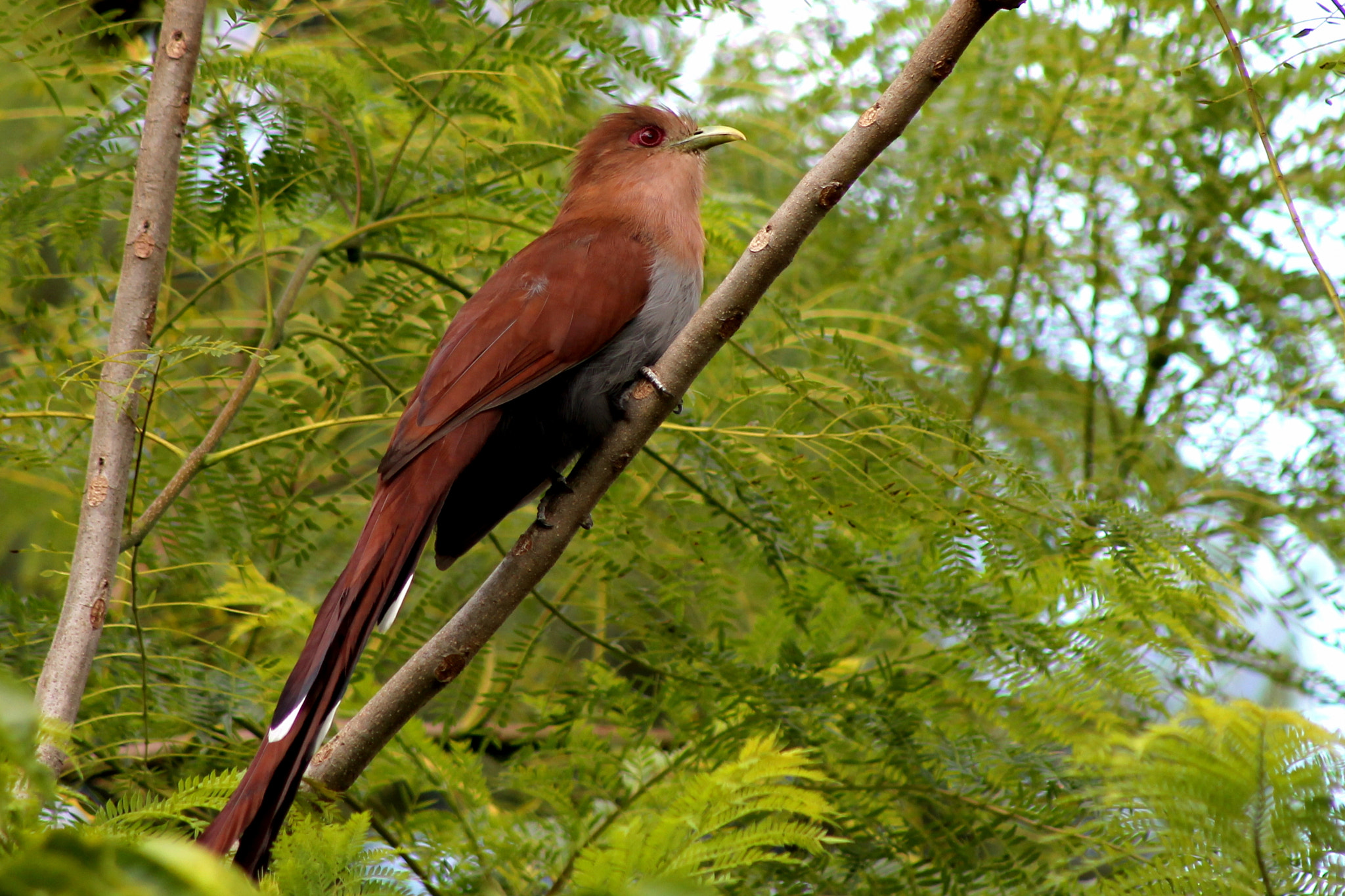 Canon EF 75-300mm f/4-5.6 sample photo. Squirrel cuckoo photography