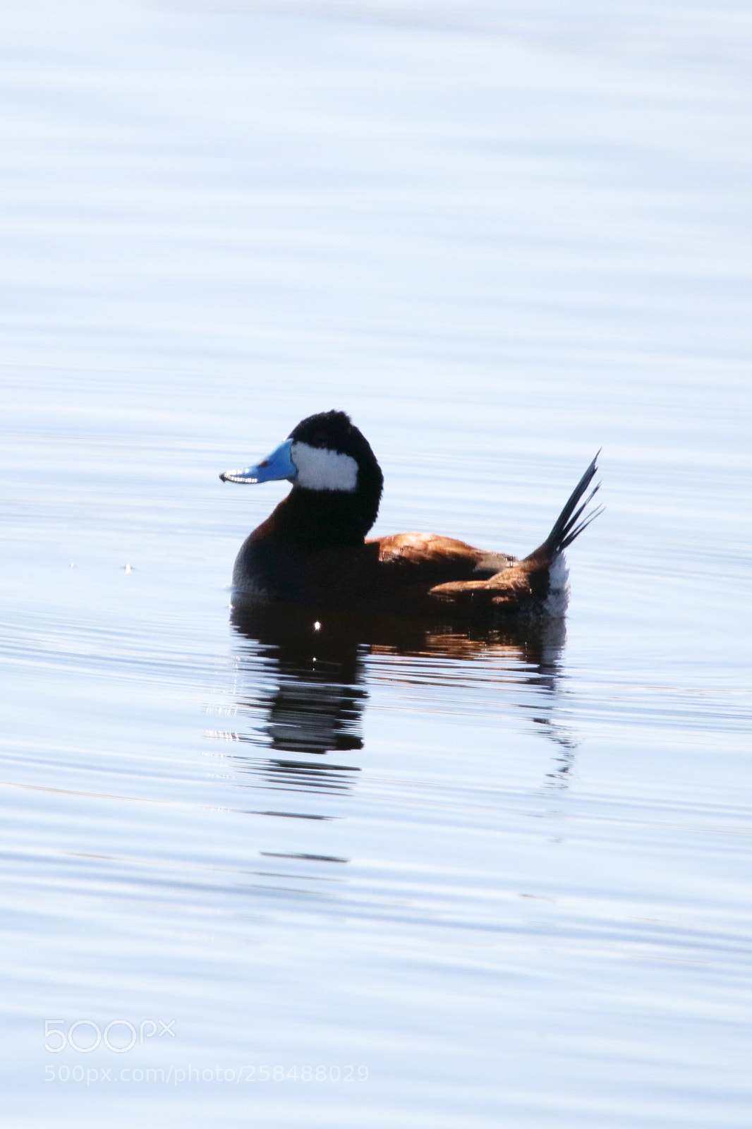 Canon EOS 80D sample photo. Ruddy duck photography