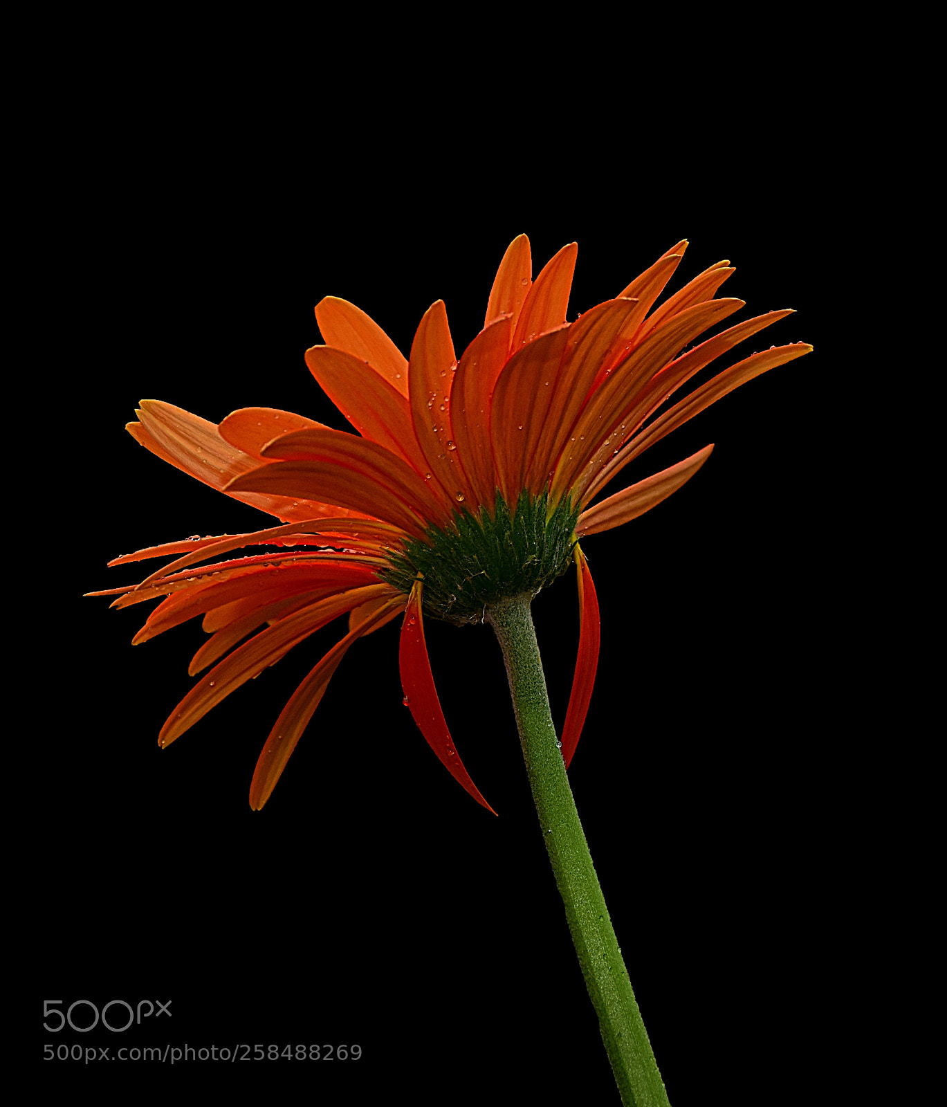 Nikon D810 sample photo. Daisy in the rain photography