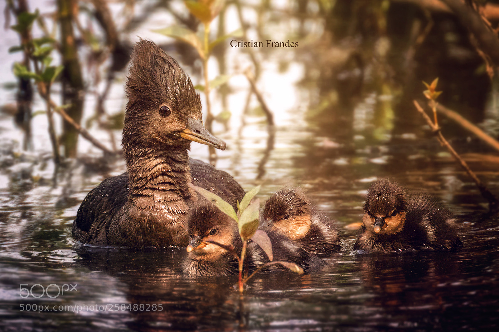 Canon EOS 5DS R sample photo. Proud mergansers photography