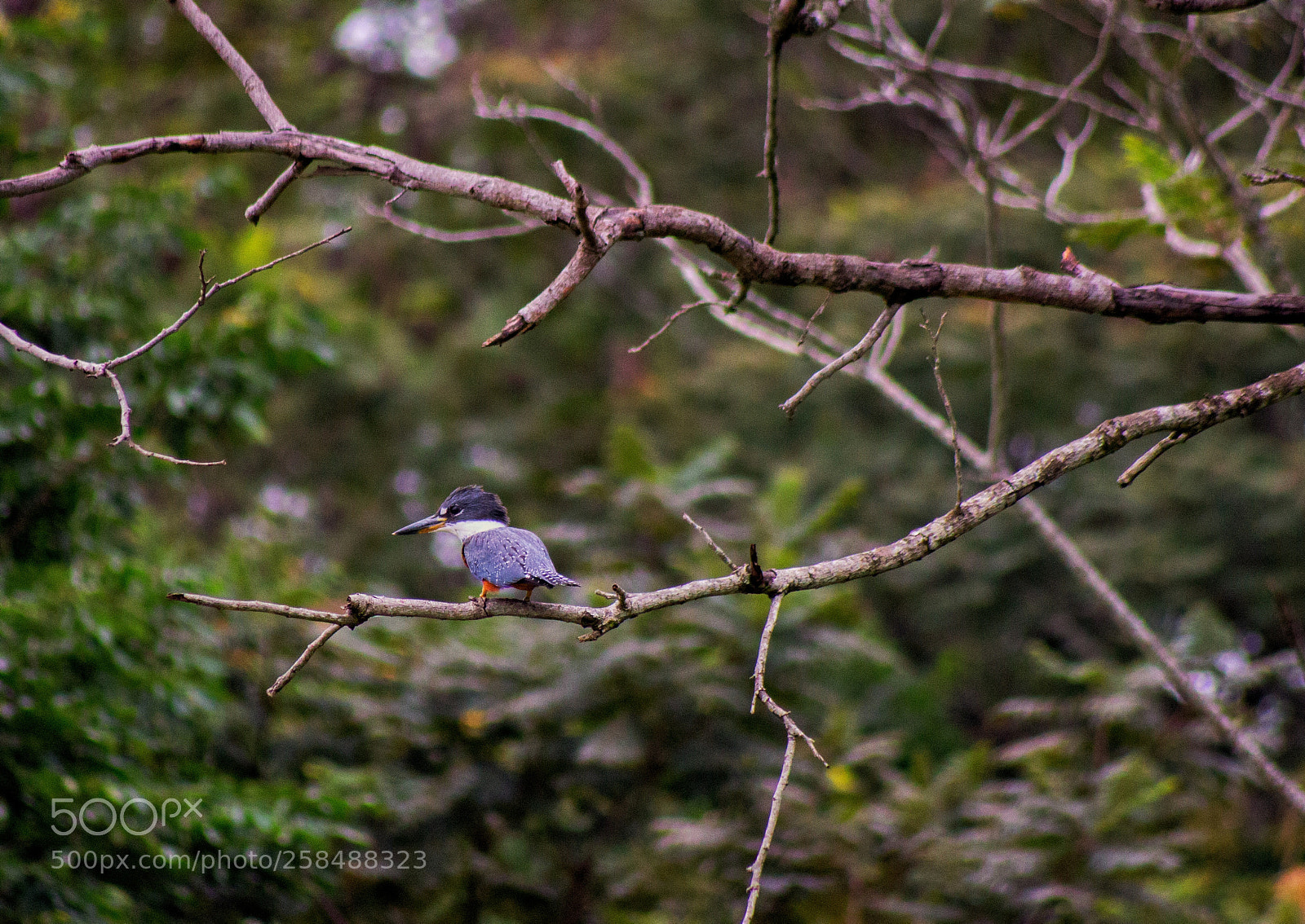 Canon EOS 600D (Rebel EOS T3i / EOS Kiss X5) sample photo. Kingfisher photography
