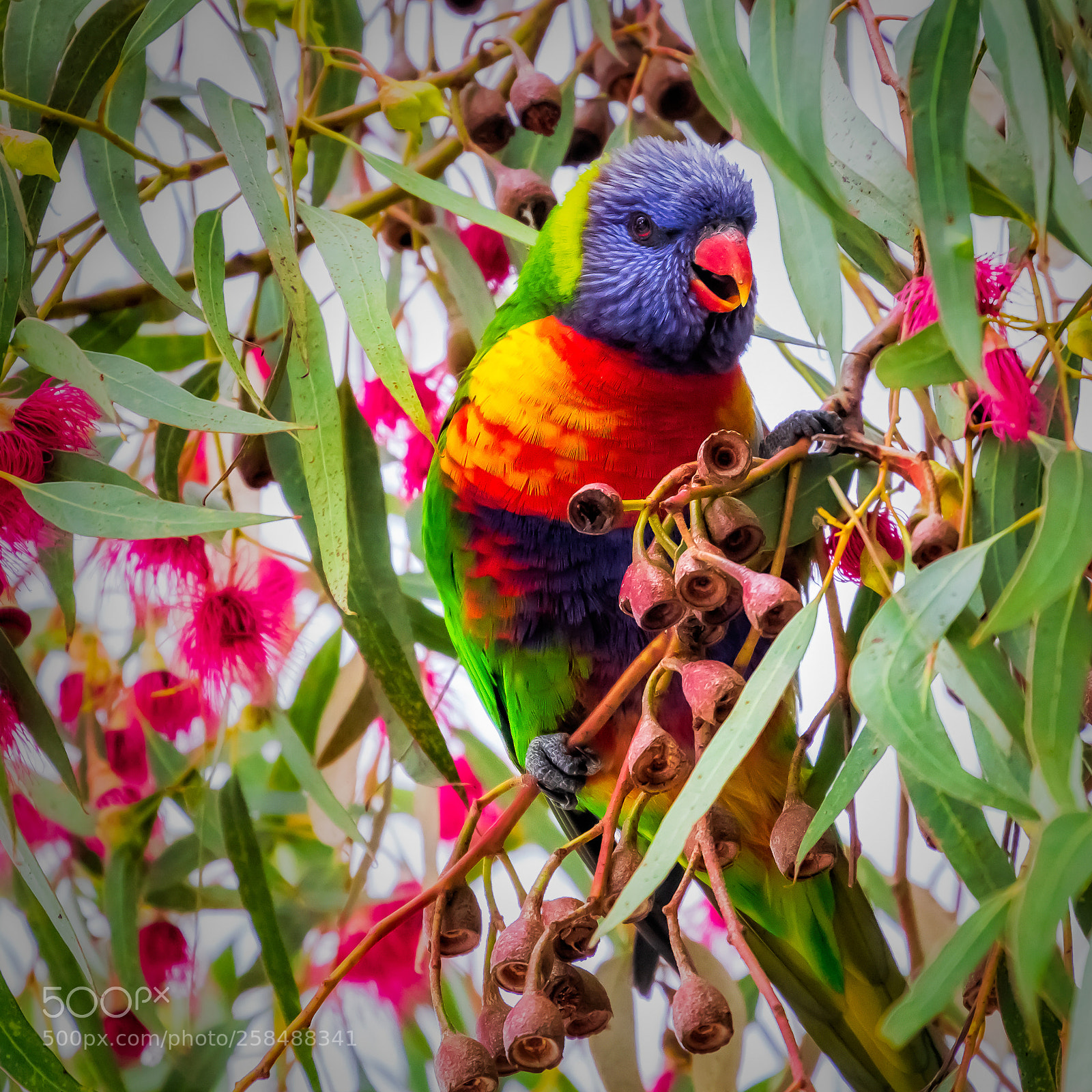Canon EOS 600D (Rebel EOS T3i / EOS Kiss X5) sample photo. Australian parrot photography