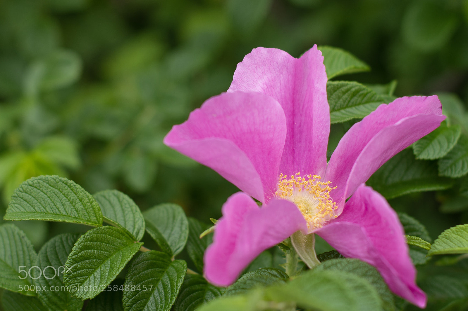 Nikon D500 sample photo. Untitled photography