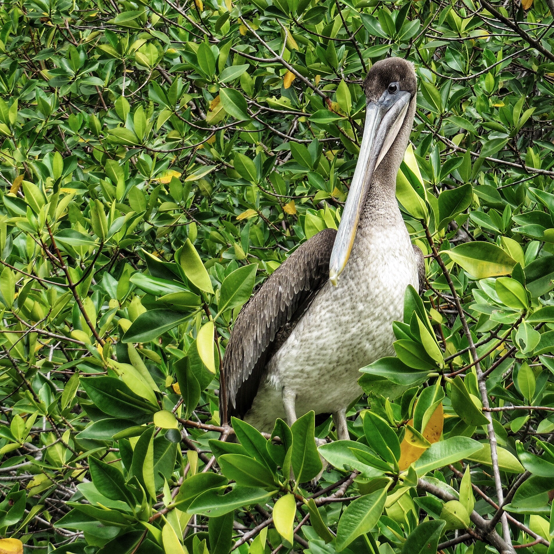 Canon PowerShot SX280 HS sample photo. Galapagos brown pelican  photography