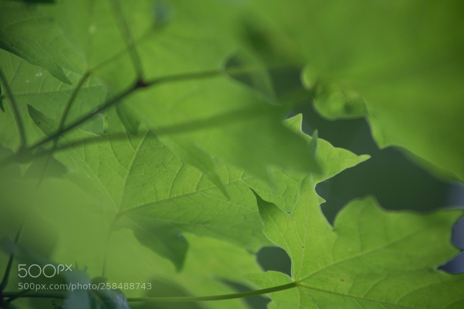 Sony a7 III sample photo. Green leaves photography