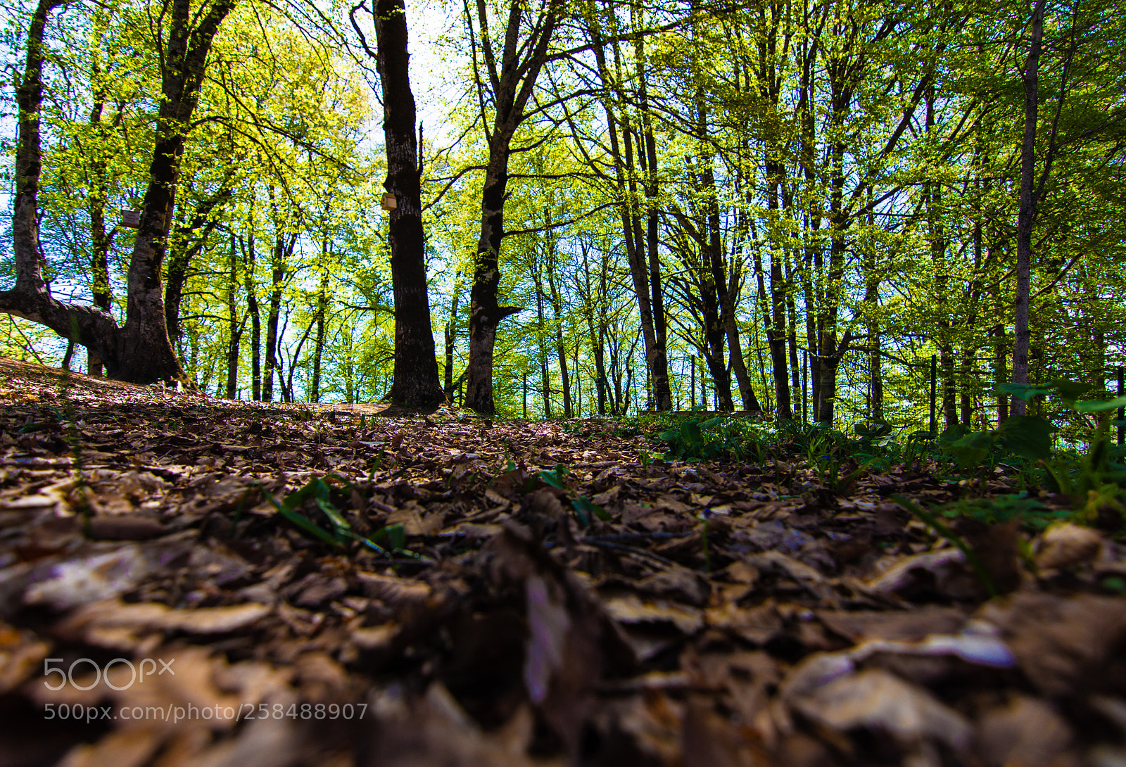 Nikon D7200 sample photo. Untitled photography