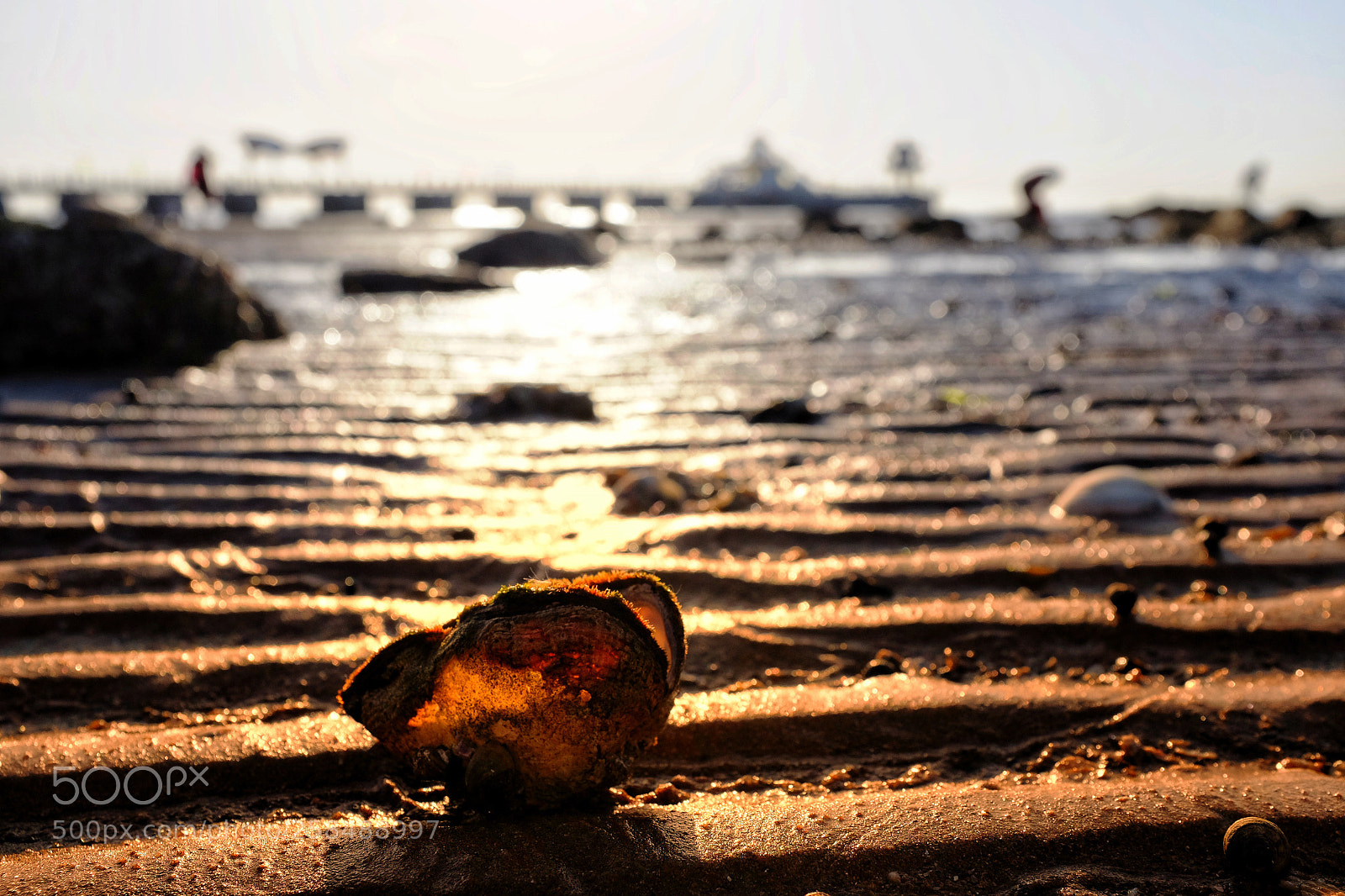 Fujifilm X100S sample photo. Morning shell photography