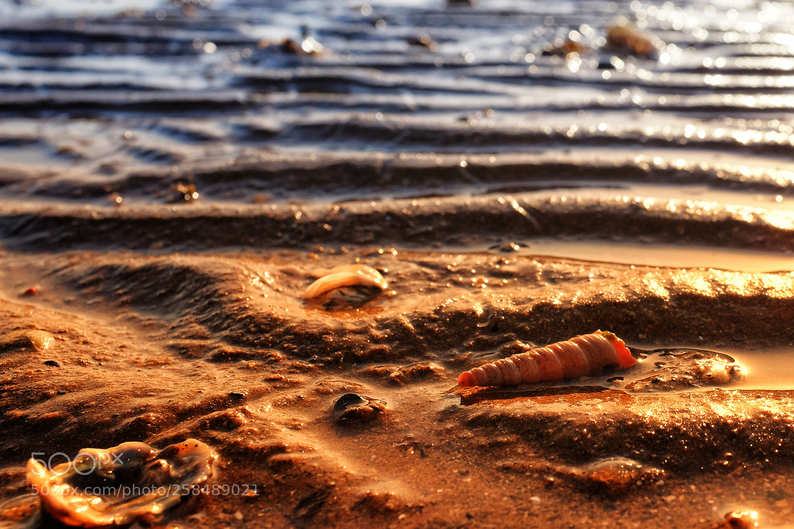 Fujifilm X100S sample photo. Morning shell photography