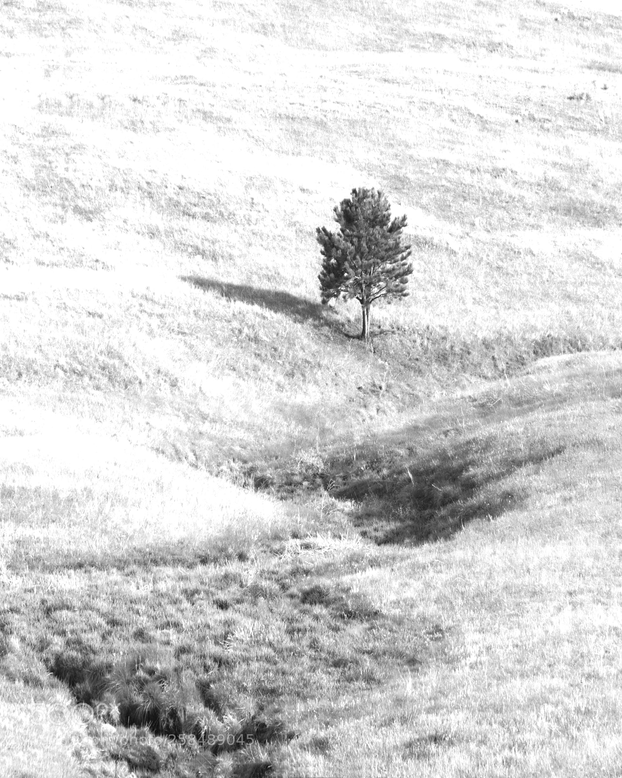 Canon EOS M5 sample photo. Lonesome tree photography