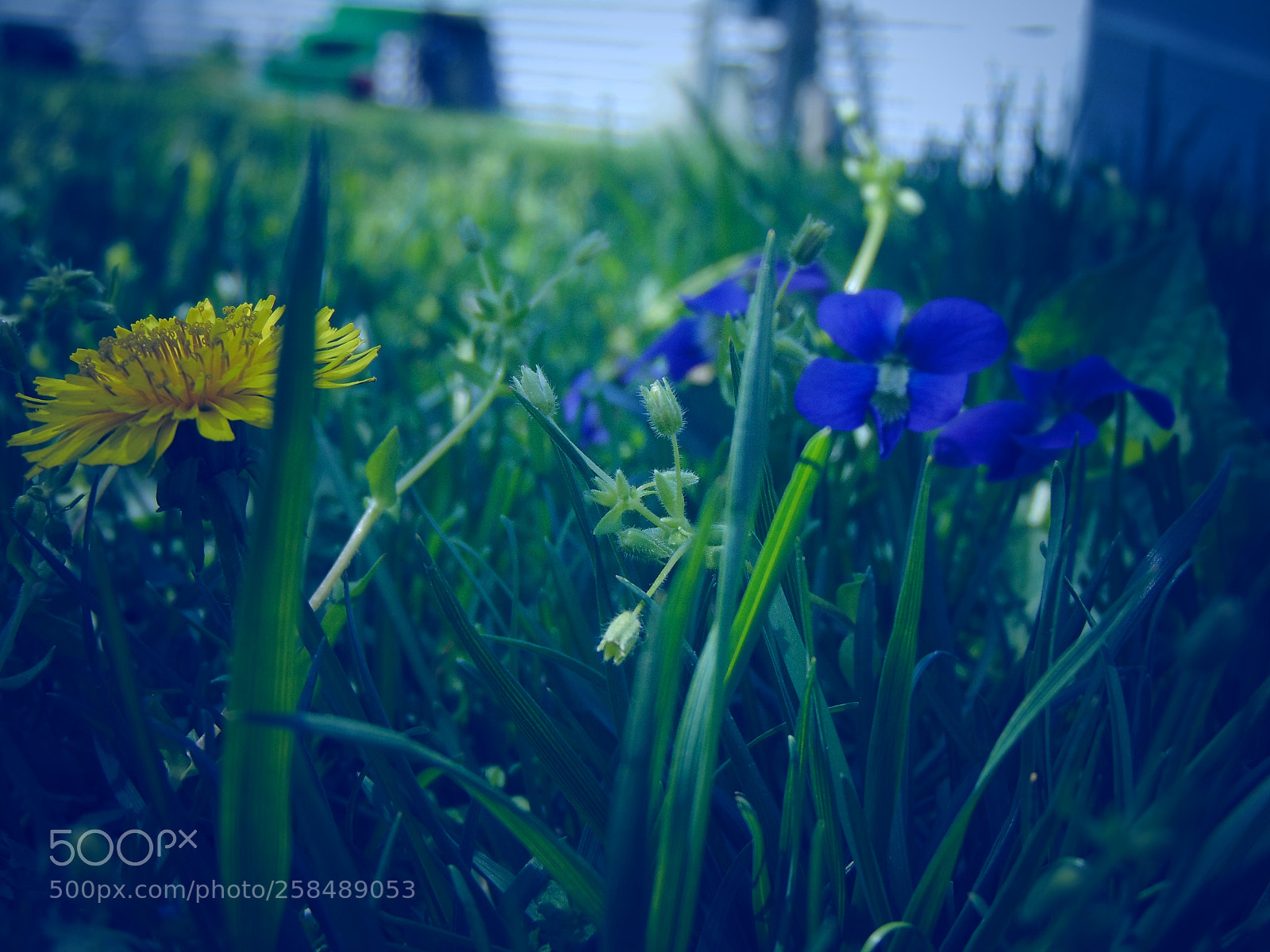 Sony Cyber-shot DSC-H300 sample photo. Untitled photography