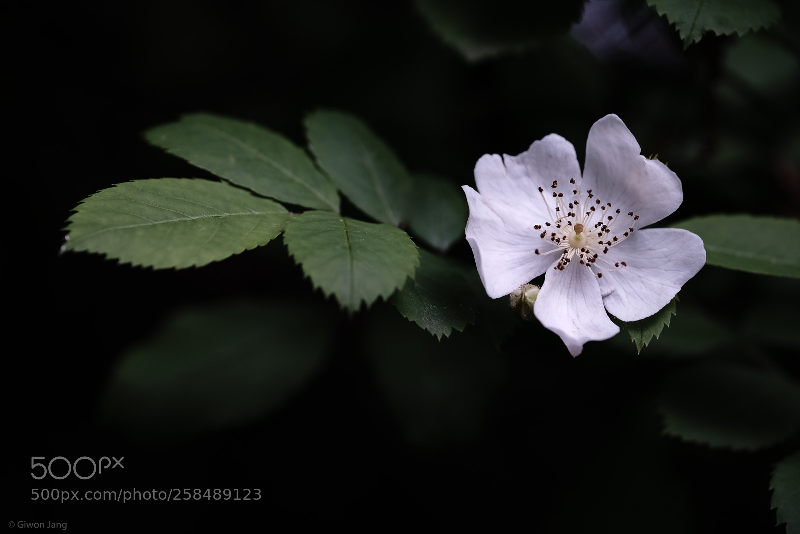 Fujifilm X-T1 sample photo. Wild rose. photography