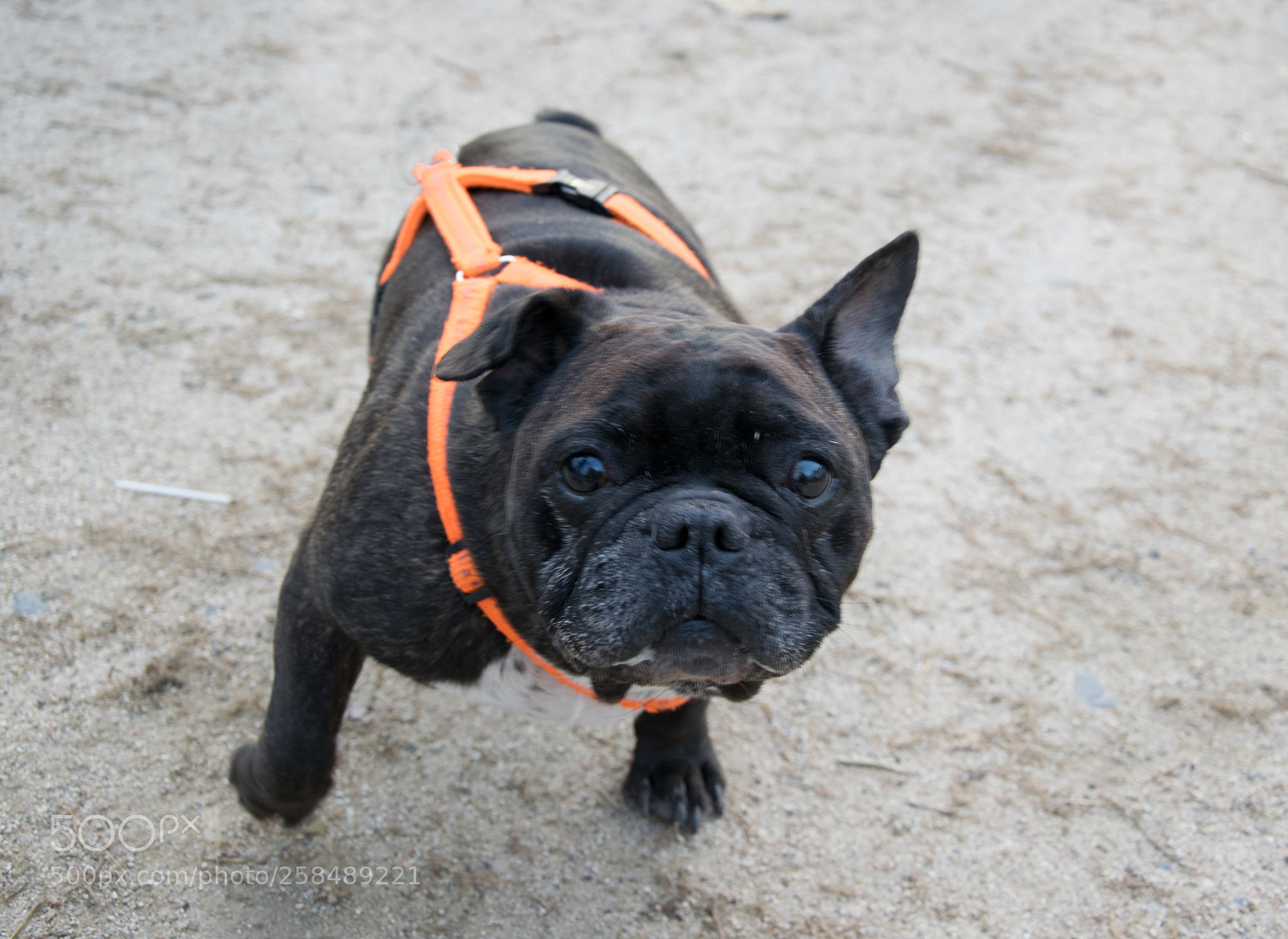 Nikon D5300 sample photo. Black dog photography