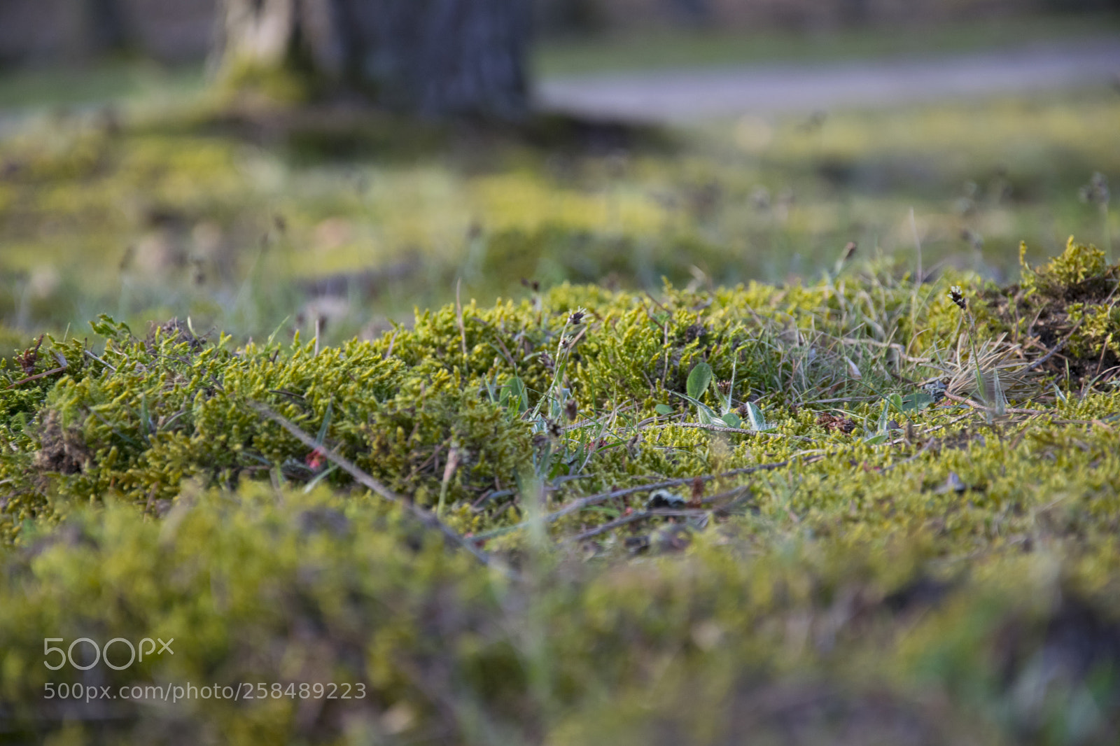 Nikon D5300 sample photo. Moss photography