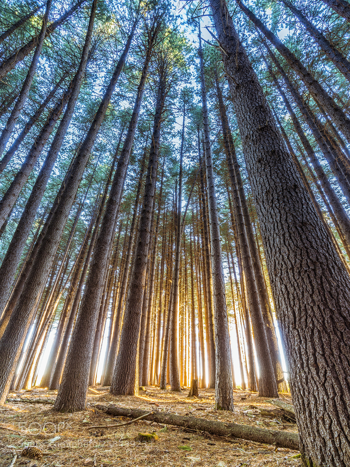 Sony a7R II sample photo. Tree magic! photography