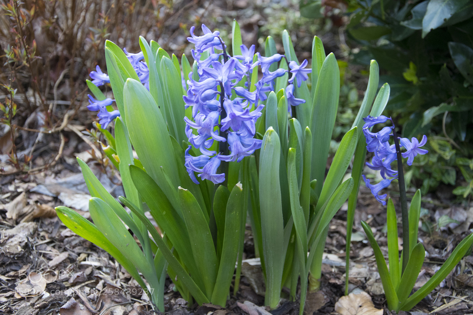 Nikon D5300 sample photo. Green and blue photography