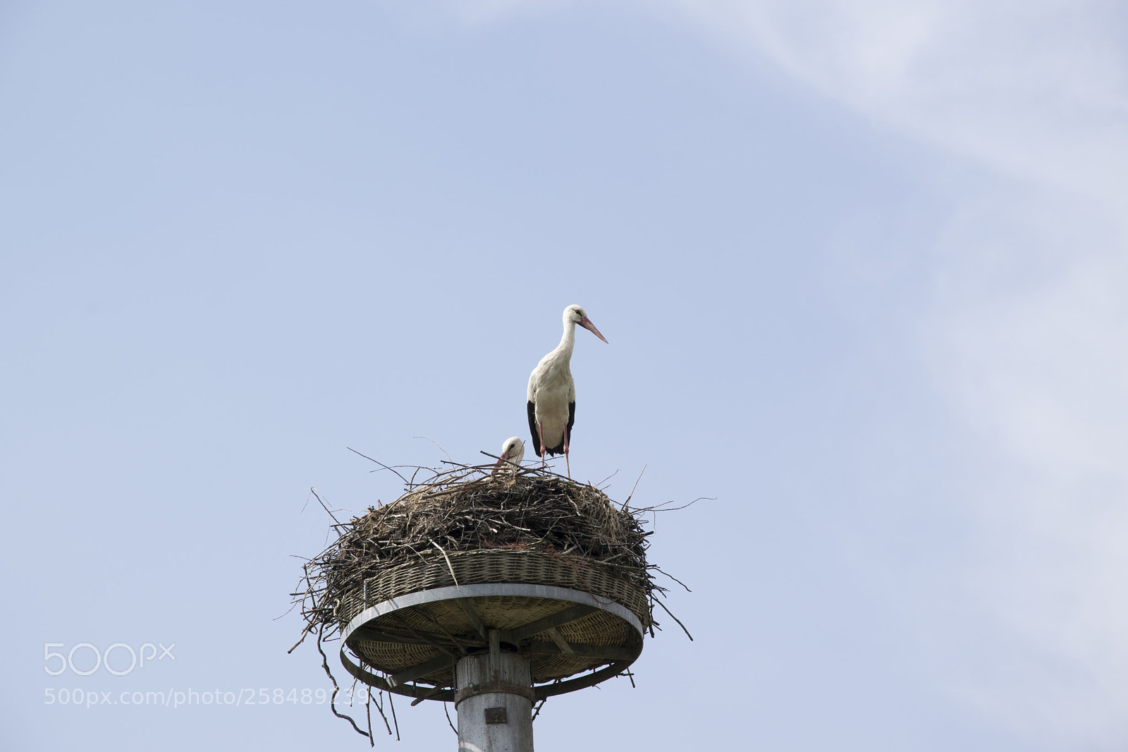 Nikon D5300 sample photo. Black white bird photography