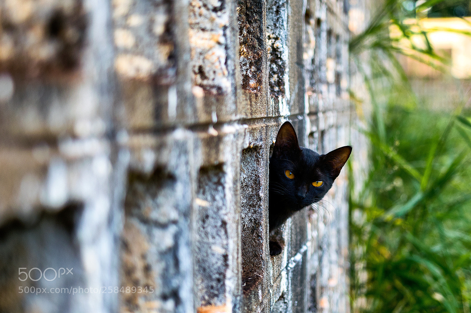 Nikon D5300 sample photo. Black cat in the photography