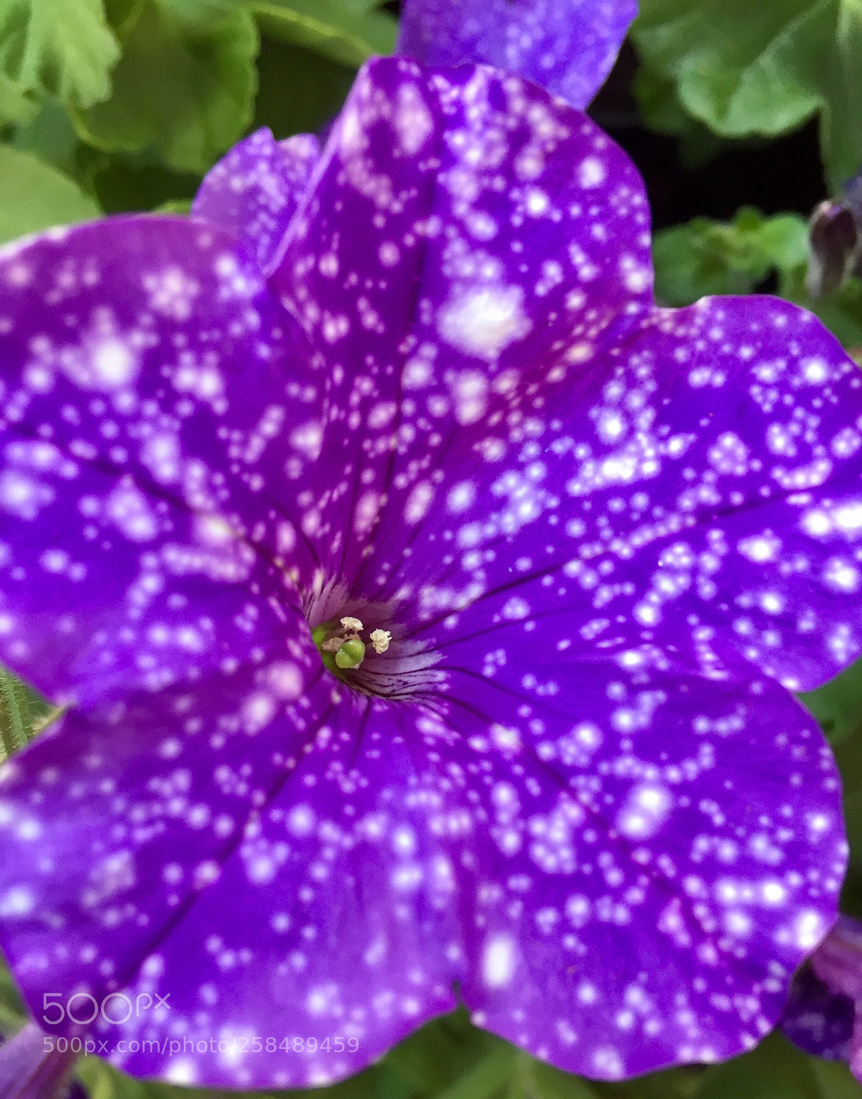 Apple iPhone 6 sample photo. Purple and white flower photography