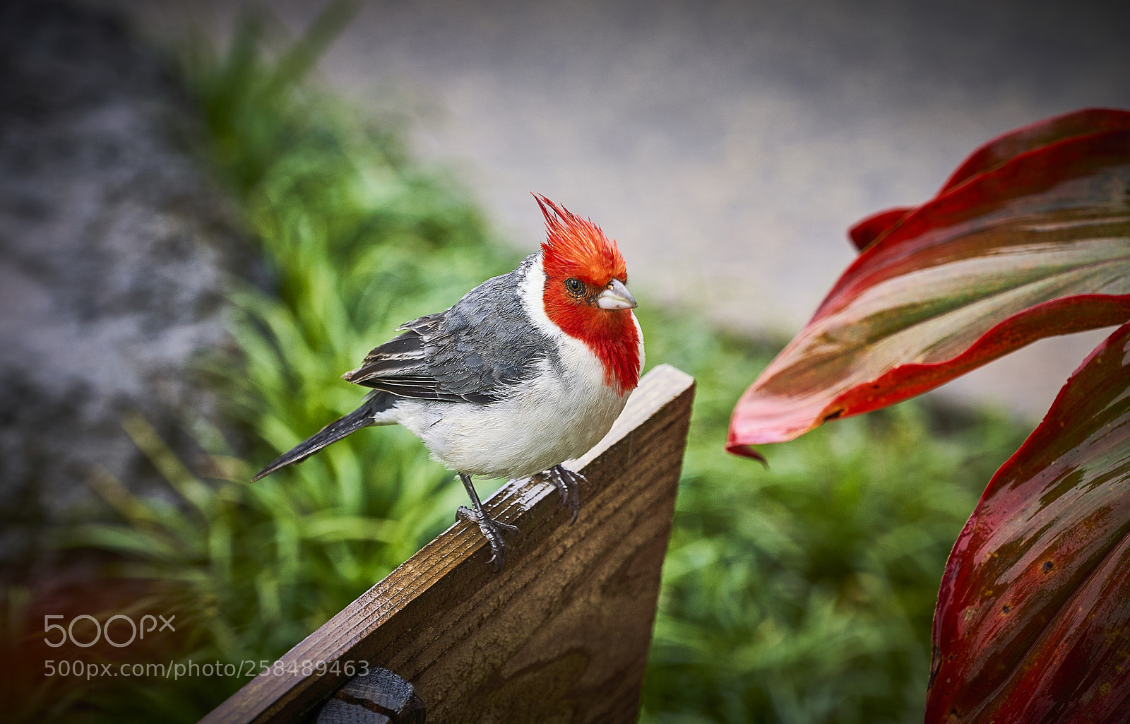 Sony a7R III sample photo. Red crested cardinal photography