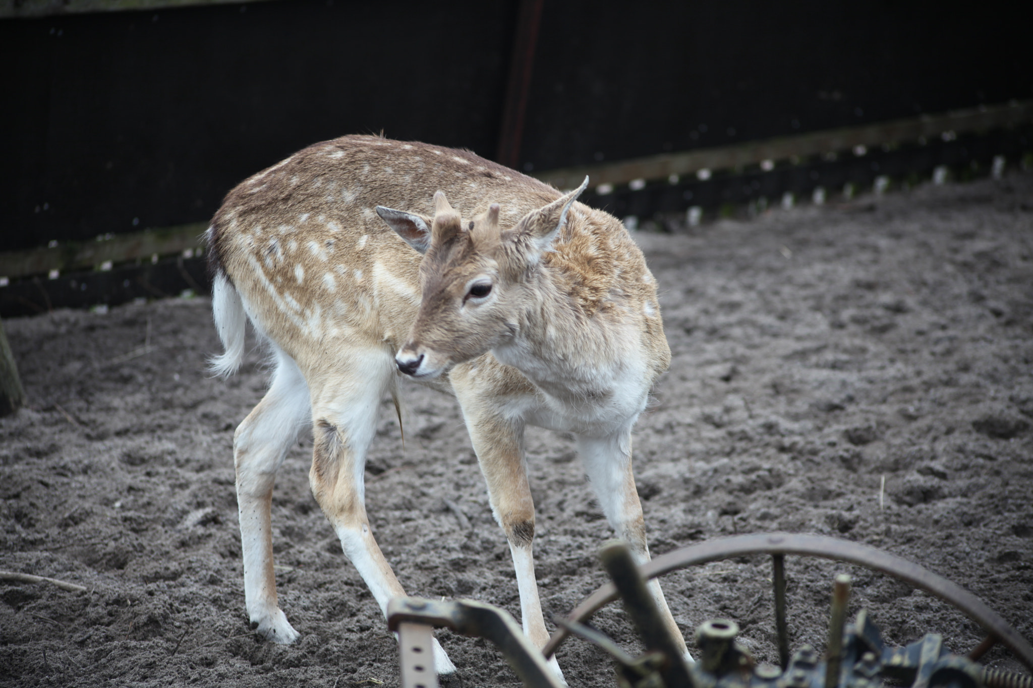 Canon EOS 5D Mark II + Sigma 70-300mm F4-5.6 APO DG Macro sample photo. Img photography