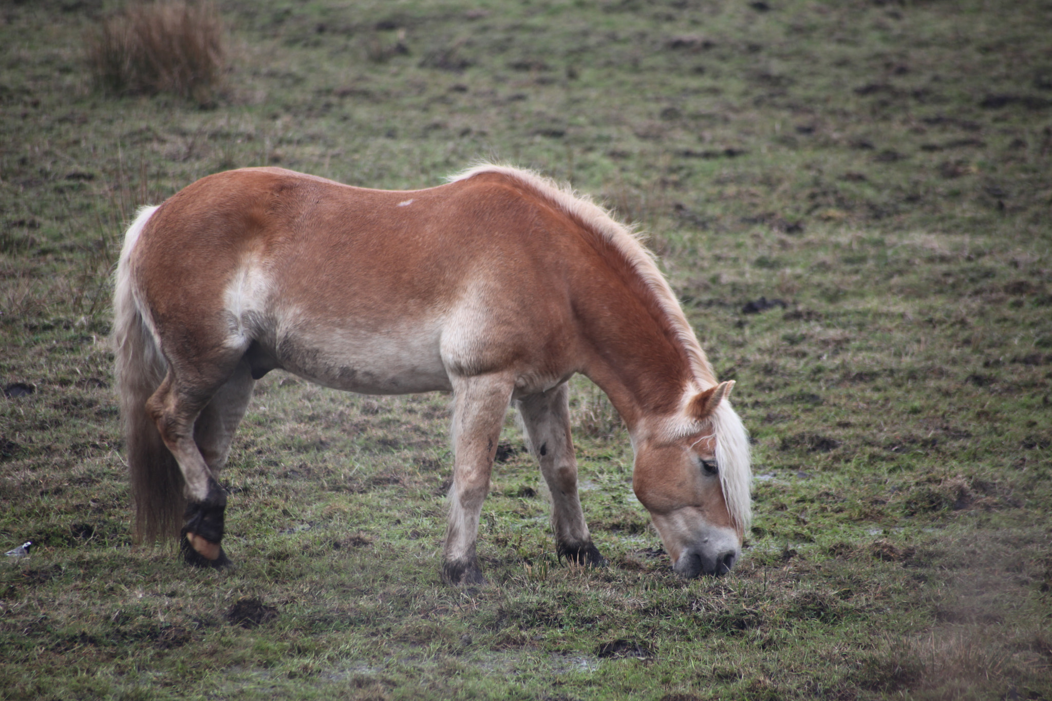 Canon EOS 5D Mark II + Sigma 70-300mm F4-5.6 APO DG Macro sample photo. Img photography