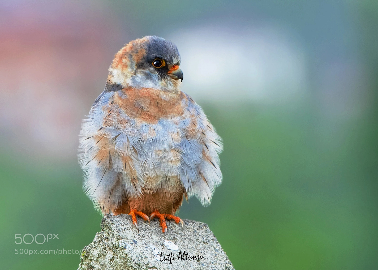 Nikon D500 sample photo. Red-footed falcon juvenile ala photography