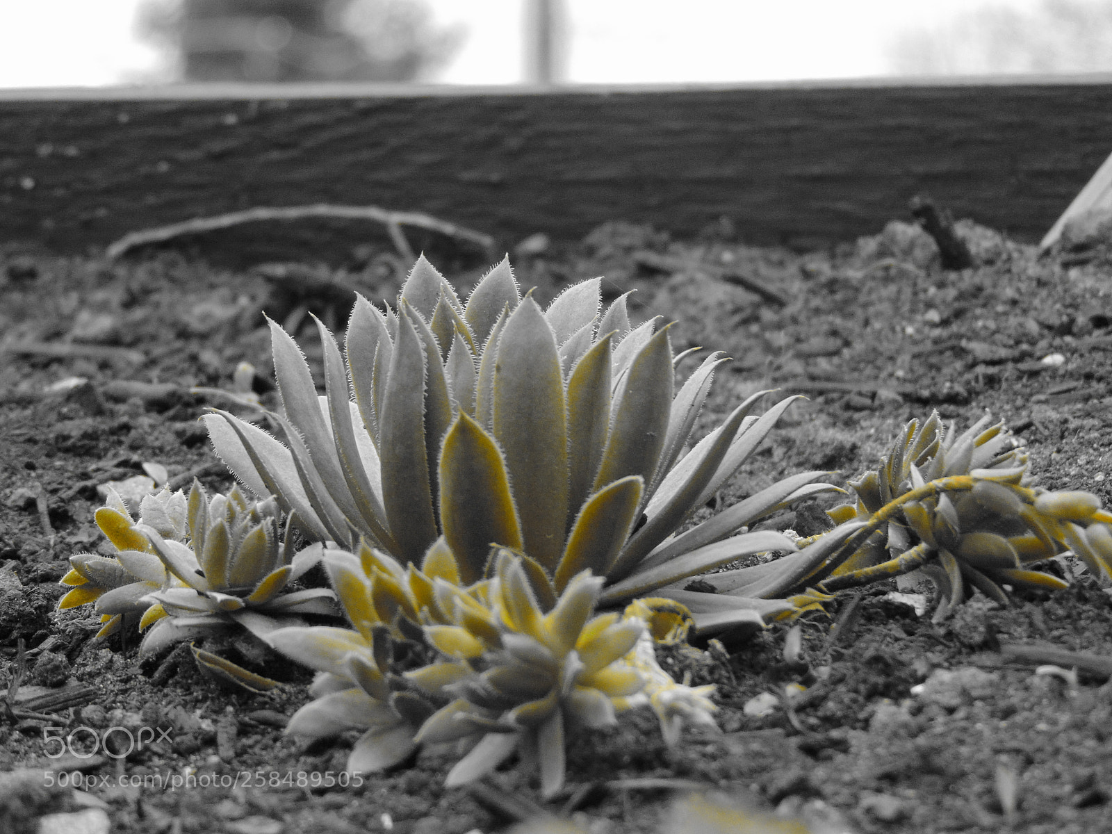 Sony Cyber-shot DSC-H300 sample photo. Untitled photography