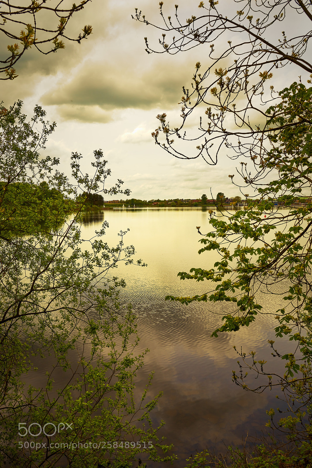 Nikon D810 sample photo. Through the leaves photography