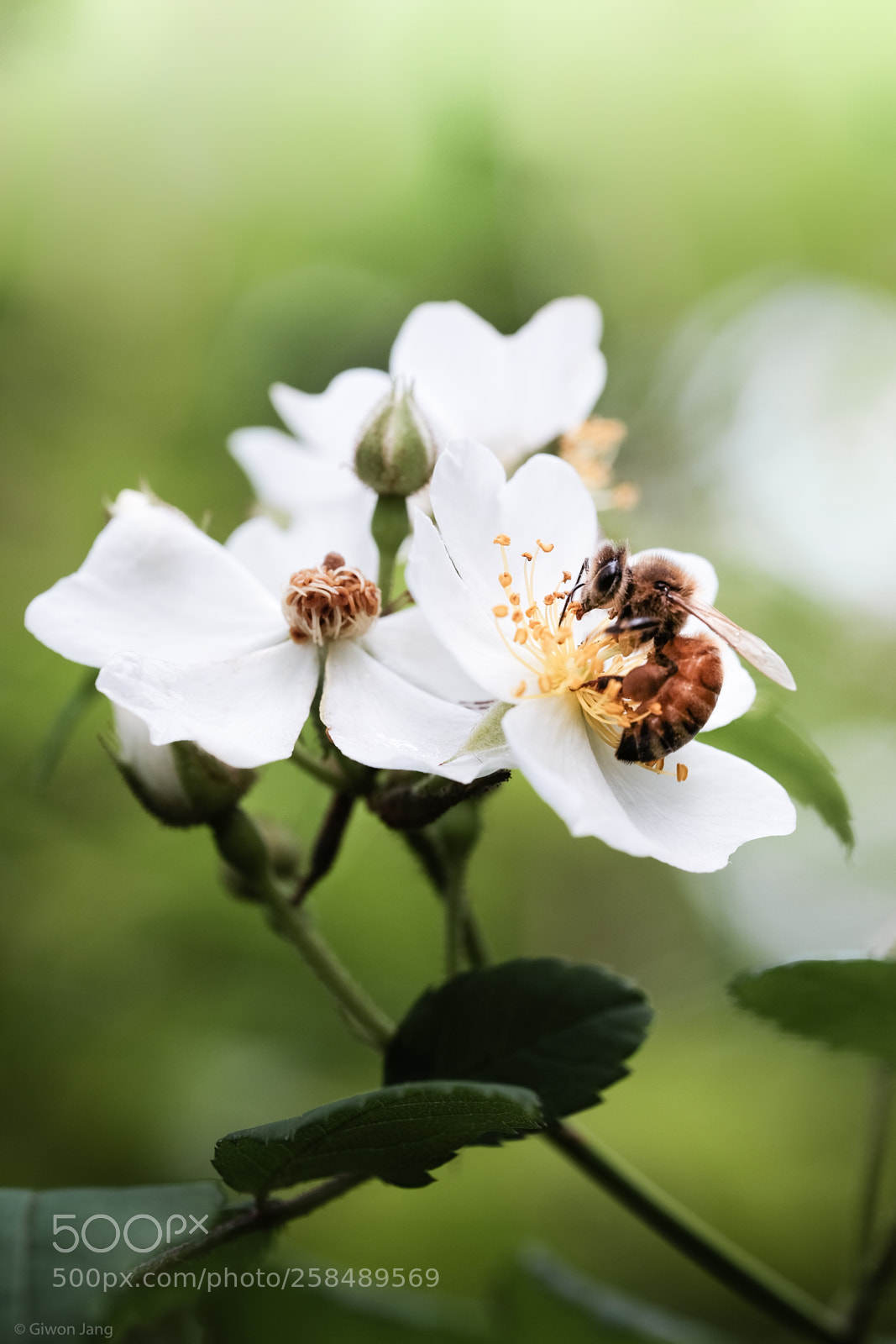 Fujifilm X-T1 sample photo. Wild rose. photography